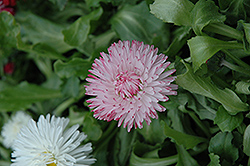 Enorma Pink English Daisy (Bellis perennis 'Enorma Pink') at A Very Successful Garden Center