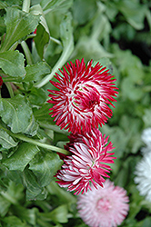 Enorma Red English Daisy (Bellis perennis 'Enorma Red') at Lakeshore Garden Centres