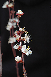 Chinese Apricot (Prunus armeniaca 'Chinese') at A Very Successful Garden Center