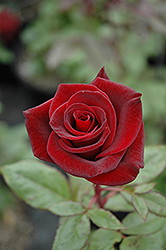 Black Magic Rose (Rosa 'Black Magic') at A Very Successful Garden Center