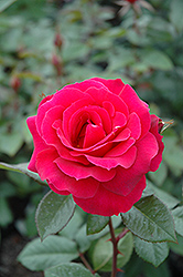 Frankly Scarlet Rose (Rosa 'Frankly Scarlet') at Lakeshore Garden Centres