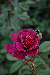 Intrigue Rose (Rosa 'Intrigue') at Lakeshore Garden Centres