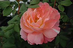 Outrageous Rose (Rosa 'Outrageous') at Lakeshore Garden Centres