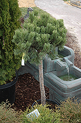 Dwarf Mugo Pine (Pinus mugo 'var. pumilio (tree form)') at The Mustard Seed