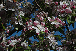 Ambrosia Apple (Malus 'Ambrosia') at Stonegate Gardens