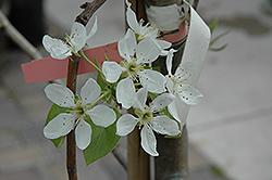 Bosc Pear (Pyrus communis 'Beurre Bosc') at A Very Successful Garden Center