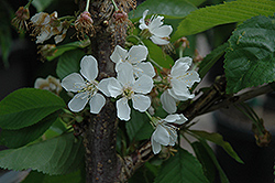 Rainier Cherry (Prunus avium 'Rainier') at Stonegate Gardens