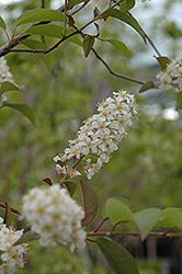 Merlot Mayday (Prunus padus 'Merlot') at Stonegate Gardens