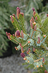 Alcock's Spruce (Picea alcoquiana) at A Very Successful Garden Center