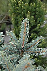 Bakeri Blue Spruce (Picea pungens 'Bakeri') at A Very Successful Garden Center