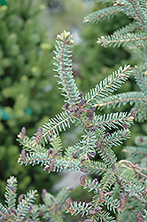 Doumet Black Spruce (Picea mariana 'Doumettii') at A Very Successful Garden Center