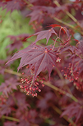 Tsukushigata Red Japanese Maple (Acer palmatum 'Tsukushigata') at A Very Successful Garden Center