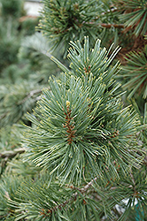 Millcreek Limber Pine (Pinus flexilis 'Millcreek') at A Very Successful Garden Center