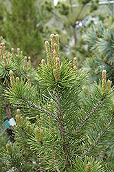 Murrayana Lodgepole Pine (Pinus murrayana) at A Very Successful Garden Center