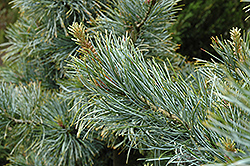 Silver Ray Korean Pine (Pinus koraiensis 'Silver Ray') at Lakeshore Garden Centres