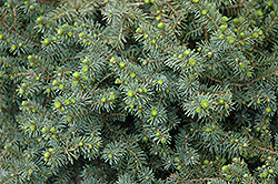 Dwarf Black Spruce (Picea mariana 'Nana') at Stonegate Gardens