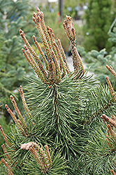 Shore Pine (Pinus contorta 'var. contorta') at A Very Successful Garden Center