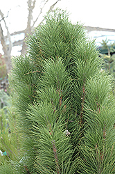Teardrop Austrian Pine (Pinus nigra 'Teardrop') at A Very Successful Garden Center