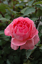 Liv Tyler Rose (Rosa 'Meibacus') at A Very Successful Garden Center