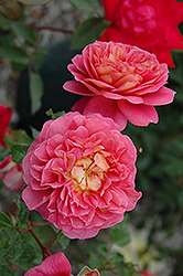 Christopher Marlowe Rose (Rosa 'Christopher Marlowe') at Lakeshore Garden Centres