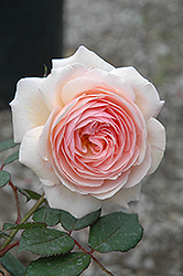 A Shropshire Lad Rose (Rosa 'A Shropshire Lad') at A Very Successful Garden Center