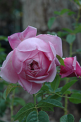 Spirit Of Freedom Rose (Rosa 'Spirit Of Freedom') at Stonegate Gardens