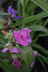 Valour Spiderwort (Tradescantia x andersoniana 'Valour') at Lakeshore Garden Centres