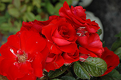 Orange Crush Rose (Rosa 'Meizernomi') at A Very Successful Garden Center
