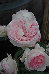 Eden Climber Rose (Rosa 'Meiviolin') at A Very Successful Garden Center