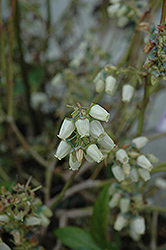 Chandler Blueberry (Vaccinium corymbosum 'Chandler') at A Very Successful Garden Center