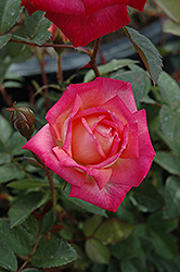 Peppermint Pop Rose (Rosa 'Radcarn') at A Very Successful Garden Center