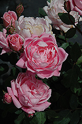 Bubble Double Rose (Rosa 'Radnov') at Stonegate Gardens