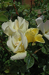 Limoncello Rose (Rosa 'Limoncello') at A Very Successful Garden Center