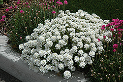 Tahoe Candytuft (Iberis sempervirens 'Tahoe') at A Very Successful Garden Center