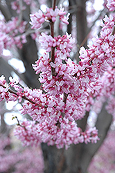 Eastern Redbud (Cercis canadensis) at Stonegate Gardens