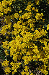 Basket Of Gold Alyssum (Aurinia saxatilis) at A Very Successful Garden Center