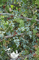 Fremont Mahonia (Mahonia fremontii) at Stonegate Gardens
