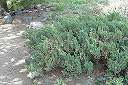 San Jose Juniper (Juniperus chinensis 'San Jose') at The Mustard Seed
