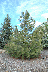 Western White Pine (Pinus monticola) at A Very Successful Garden Center