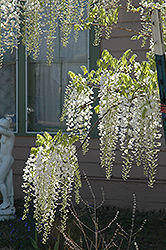 White Chinese Wisteria (Wisteria sinensis 'Alba') at A Very Successful Garden Center