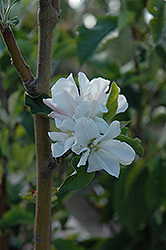 Whitney Flowering Crab (Malus 'Whitney') at A Very Successful Garden Center