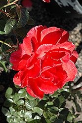 Lasting Peace Rose (Rosa 'Meihurge') at Lakeshore Garden Centres