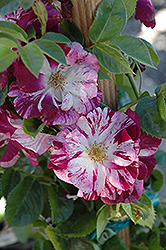 Purple Splash Rose (Rosa 'Purple Splash') at A Very Successful Garden Center