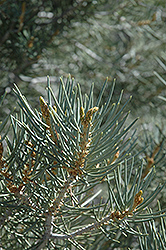 Singleleaf Pinyon Pine (Pinus monophylla) at A Very Successful Garden Center