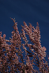Tamarisk (Tamarix ramosissima) at A Very Successful Garden Center