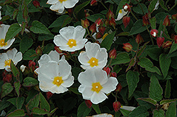 White Rockrose (Cistus ladanifer 'var. albiflorus') at Stonegate Gardens