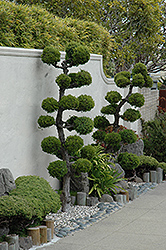 San Jose Juniper (Juniperus chinensis 'San Jose (ball form)') at A Very Successful Garden Center