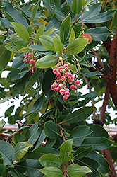 Pacific Madrone (Arbutus menziesii) at Stonegate Gardens