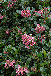 Red Escallonia (Escallonia rubra var. macrantha) at A Very Successful Garden Center