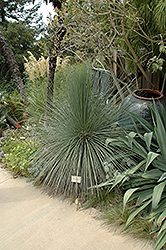 Grass Tree (Xanthorrhoea glauca) at Stonegate Gardens
